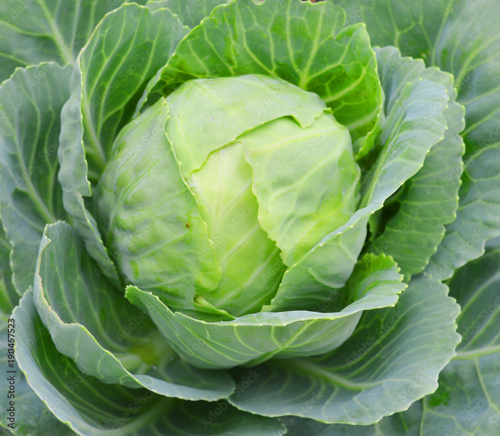 Fototapeta premium head of cabbage