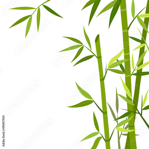 Fototapeta Naklejka Na Ścianę i Meble -  Green bamboo isolated on white background