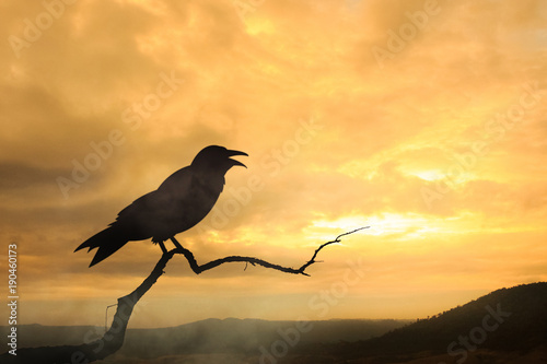 silhouette black crow and sunset photo