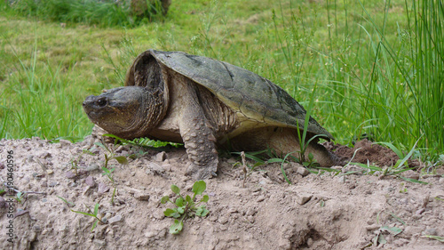 Snapping Turtle Laying Eggs in Pennsylvania