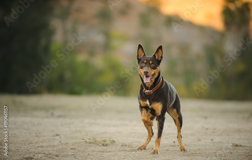 Australian Kelpie standing in open field with one paw up