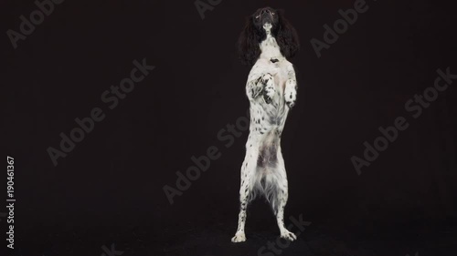 Beautiful female spaniel sits and stands on its hind legs on black background stock footage video photo