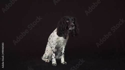 Beautiful female spaniel amusingly covers his nose with his paw on a black background stock footage video photo