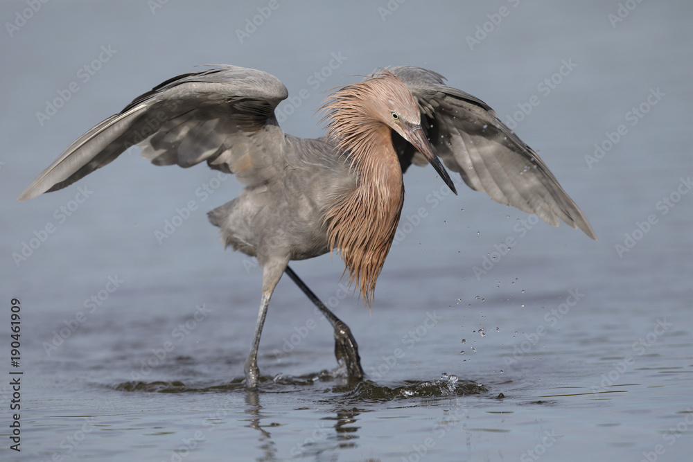 Obraz premium Reddish Egret (Egretta rufescent) forming a canopy with its wings as it stalks a fish - Pinellas County, Florida 