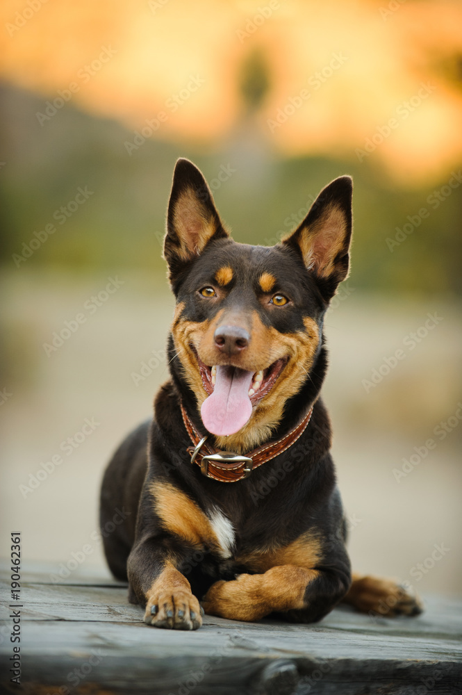 Does A Australian Kelpie Need A Collar
