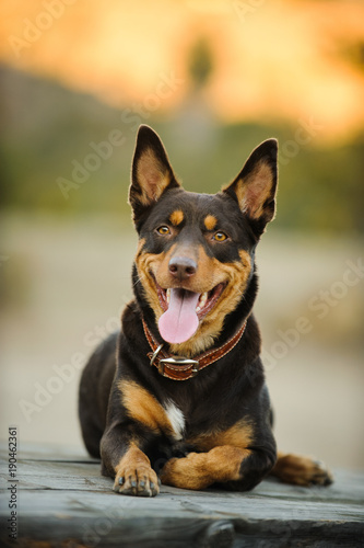 Australian Kelpie dog outdoor portrait in nature lying down on wood table in nature
