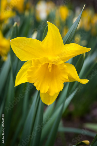 Fototapeta Naklejka Na Ścianę i Meble -  Daffodil flower growing in flowerbed outdoors