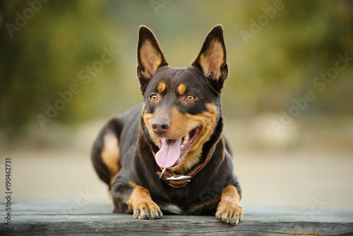 Australian Kelpie dog outdoor portrait in nature lying down on wood table photo