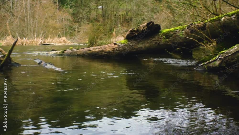 Fast tracking shot over a riverside covered in fallen trees and plants Fast tracking shot over a riverside covered in fallen trees and plants