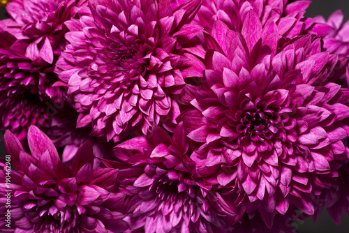 赤紫の菊の花 © varts