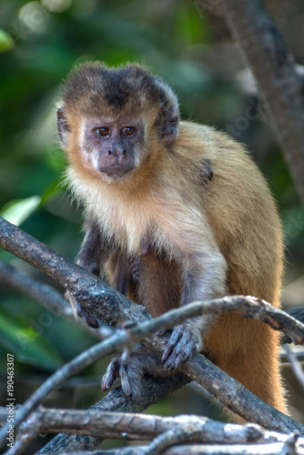 Female capuchin monkey with a baby on her back  Atins  Maranhao state  Brazil