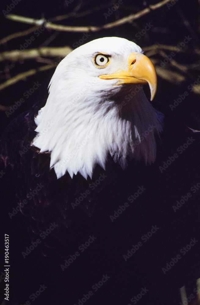 Fototapeta premium Bald Eagle