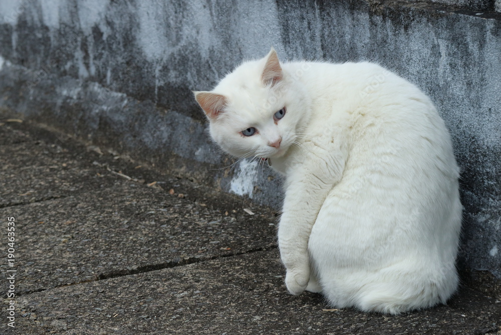 見返り猫