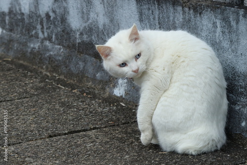 Obraz na płótnie 見返り猫 w salonie