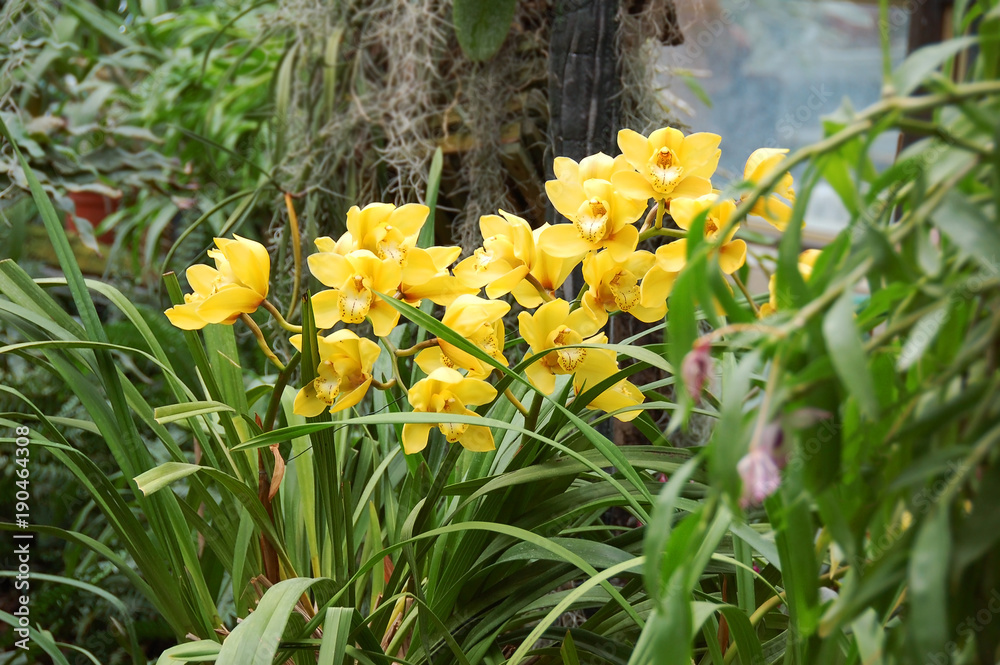 Obraz premium Yellow orchid flower