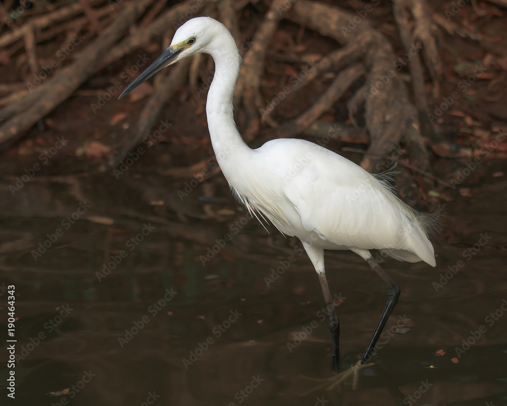 Naklejka premium white egret hunting for small fish in the pond