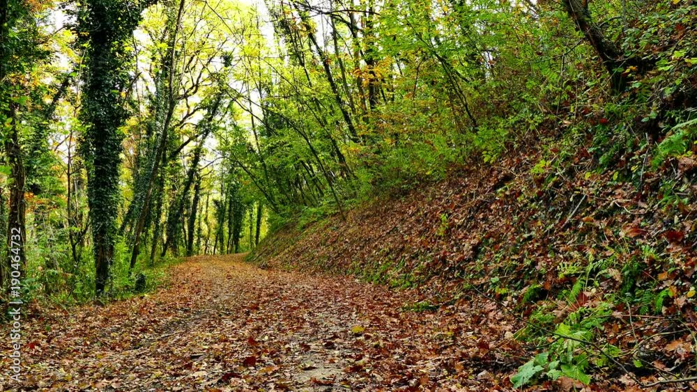Autumn forest with treetops an leaves falling down, tilt up, UHD Autumn forest with treetops an leaves falling down, tilt up, UHD