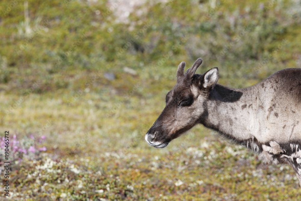 Close-up of a young barren-ground caribou with the green tundra in the background in August Close-up of a young barren-ground caribou with the green tundra in the background in August