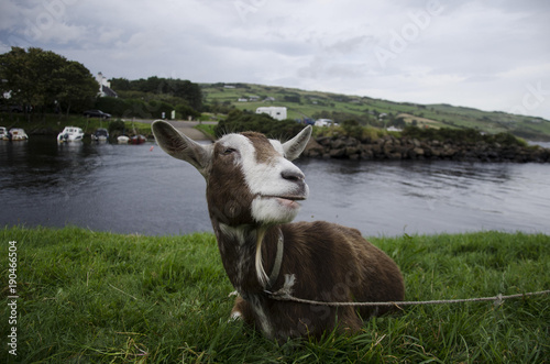 Tapety artystyczne Goat