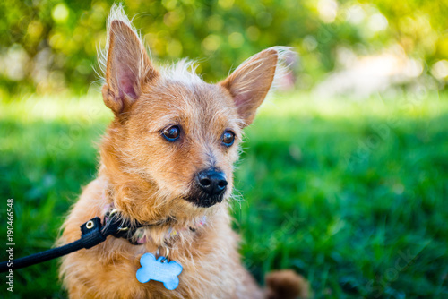 Portrait of a little brown terrier dog outside wearing a leash.
