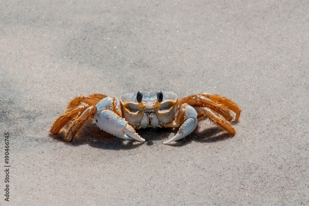 Ghost Crab