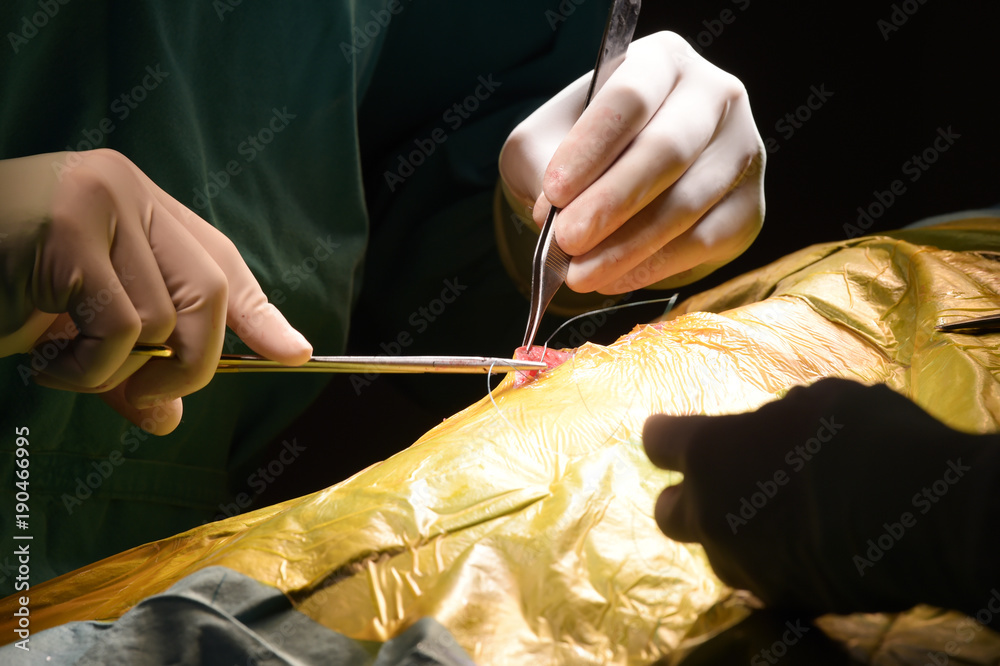 Obraz premium close up shot of veterinarian doctor in operation room for surgical