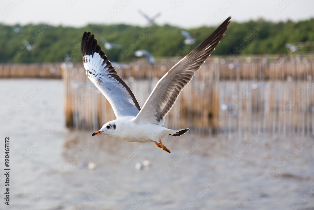 Seagull,BangPu Recreation Center,Samut Prakan,Thailand Seagull,BangPu Recreation Center,Samut Prakan,Thailand