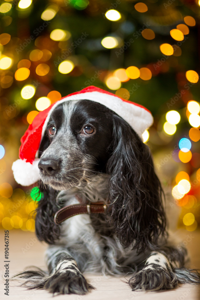 Spaniel dog in a red gnome hat lies on the floor near a Christmas tree with garlands