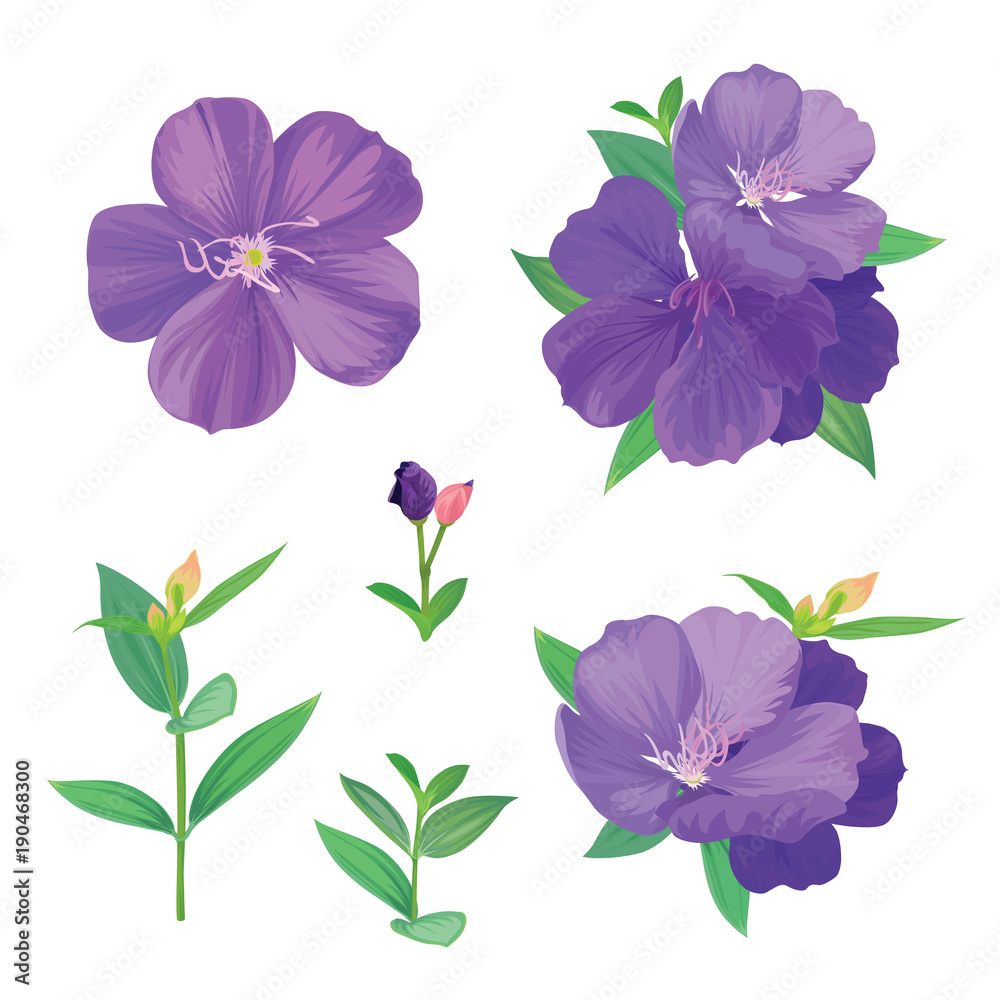 Vetor de Beautiful purple princess flower or tibouchina urvilleana and leaf  on white background. Vector set of blooming floral for wedding invitations  and greeting card design. do Stock