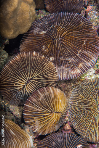 Plate Corals