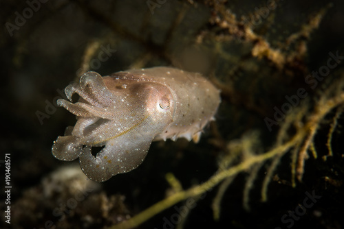 Juvenile Broadclub Cuttlefish