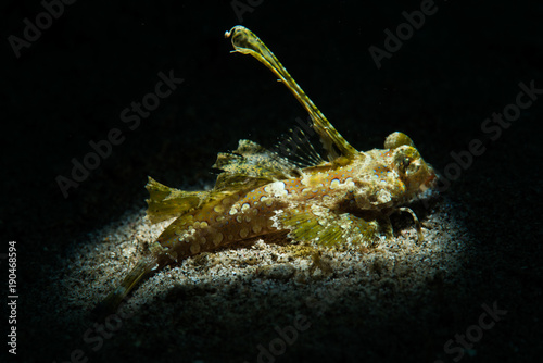 Young Dragonet photo