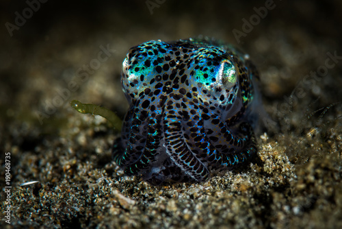 Bobtail Squid