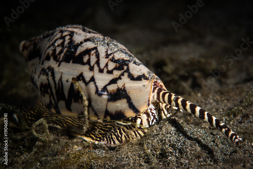 Elephant Snail