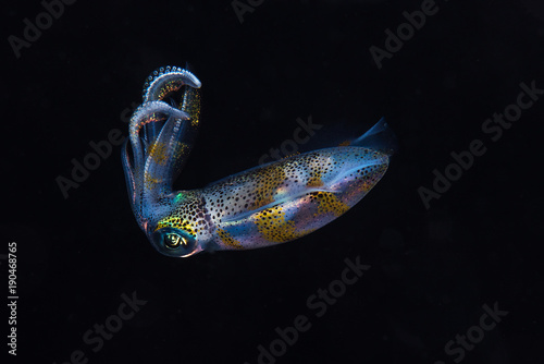 Reef Squid photo