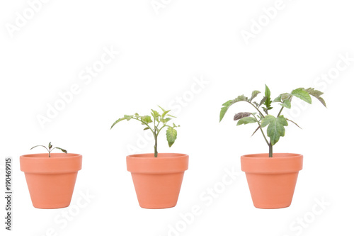 Terracotta Planters with Tomato Plants