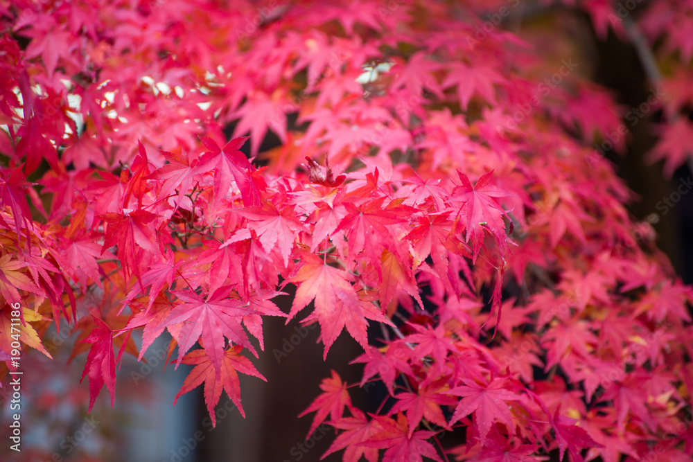 Maple leaves change color in autumn season