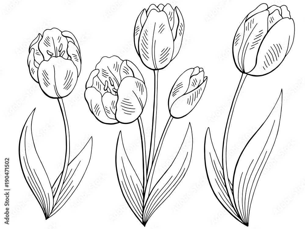 Tulip flower graphic black white isolated sketch set illustration ...