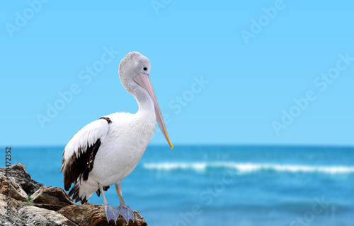 Big white pelican standing on a rock by the sea.