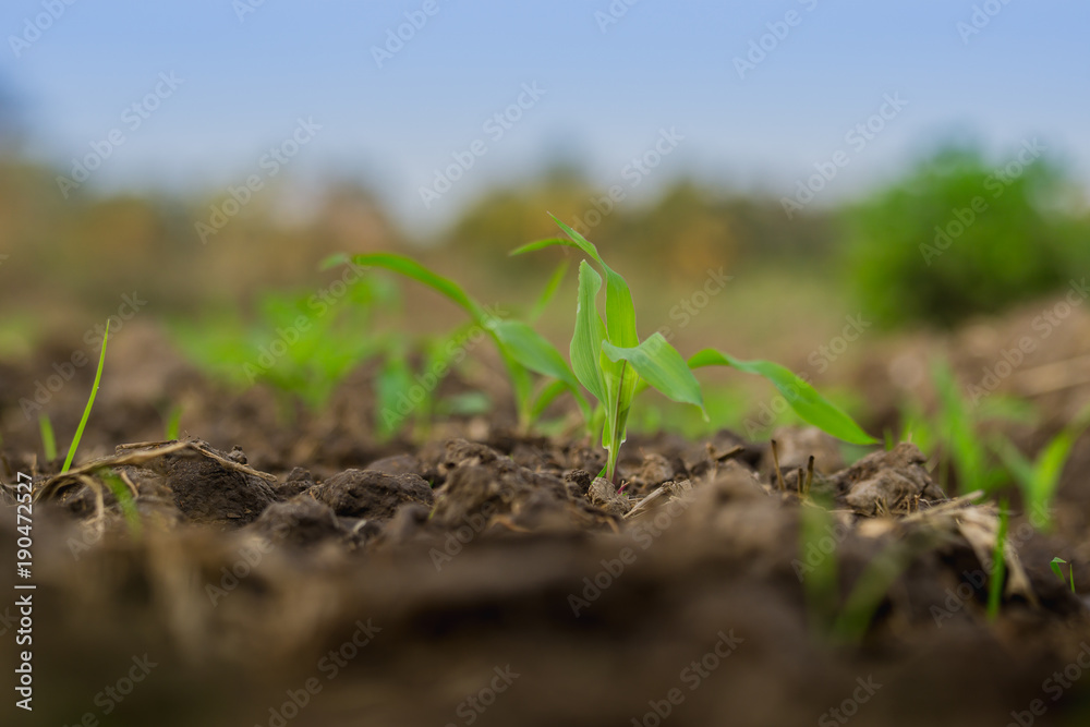 young green corn field in agricultural garden young green corn field in agricultural garden