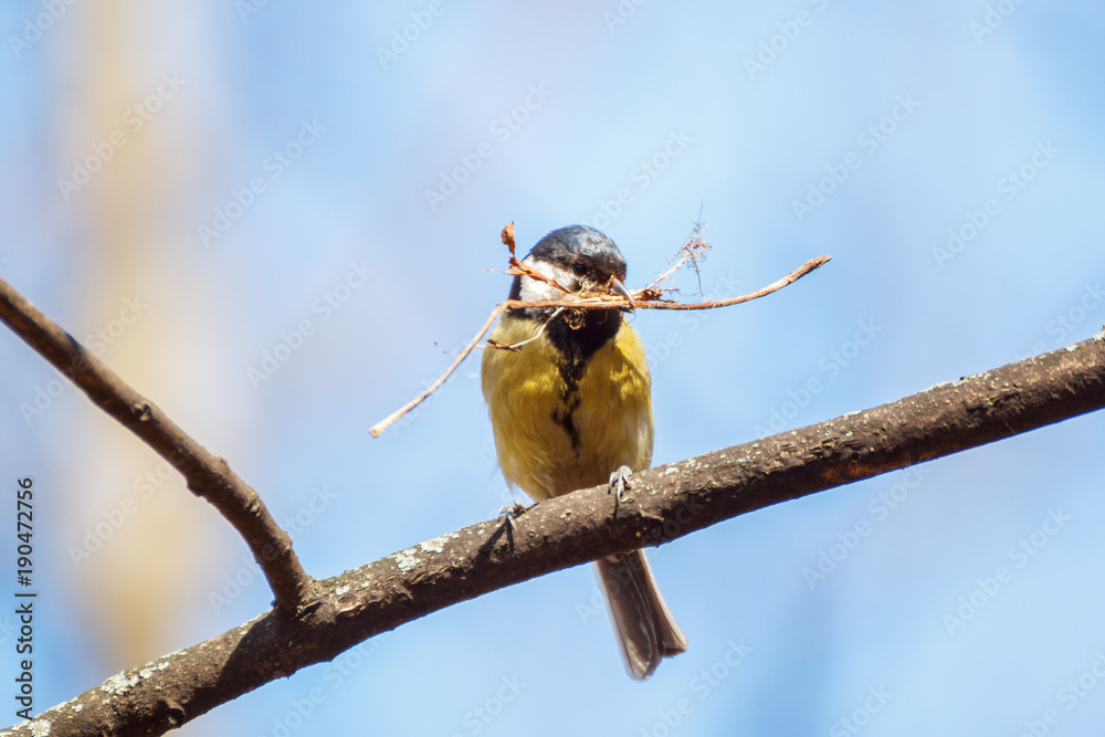 Fototapeta premium Titmouse builds a nest