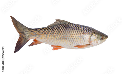 freshwater fish isolated on white background, File contains a clipping path. (Probarbus jullieni) photo