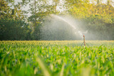 watering young green corn field in the agricultural garden by water springer