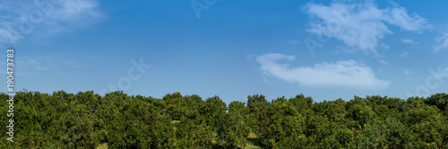 panorama Orange orchard