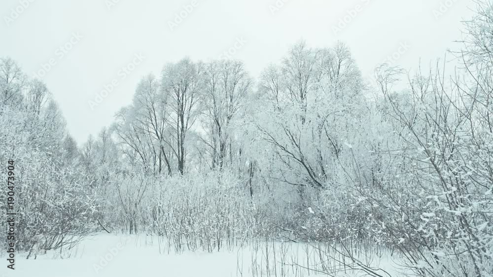 Cold calm winter day in snowy forest. Beautiful frosty trees on wind. Converted from raw. Rec 709 Cold calm winter day in snowy forest. Beautiful frosty trees on wind. Converted from raw. Rec 709