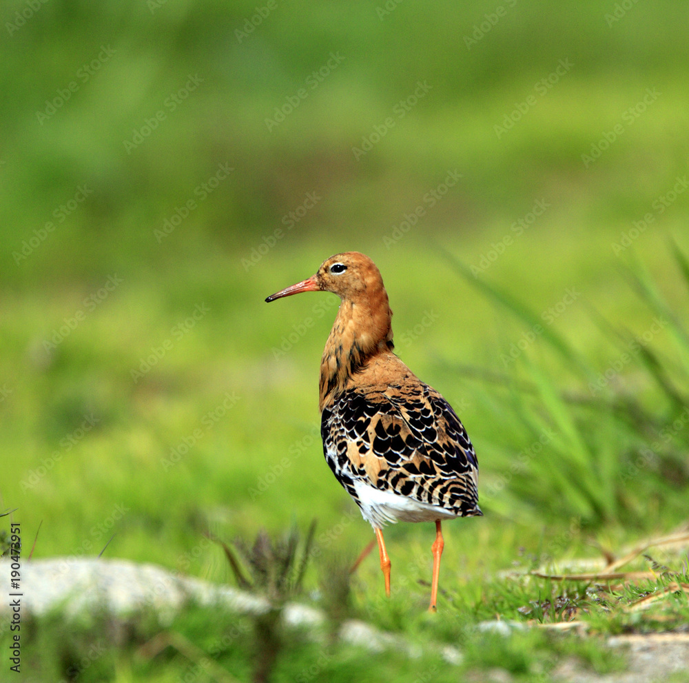 Single Ruff bird on grassy wetlands during a spring nesting period Single Ruff bird on grassy wetlands during a spring nesting period