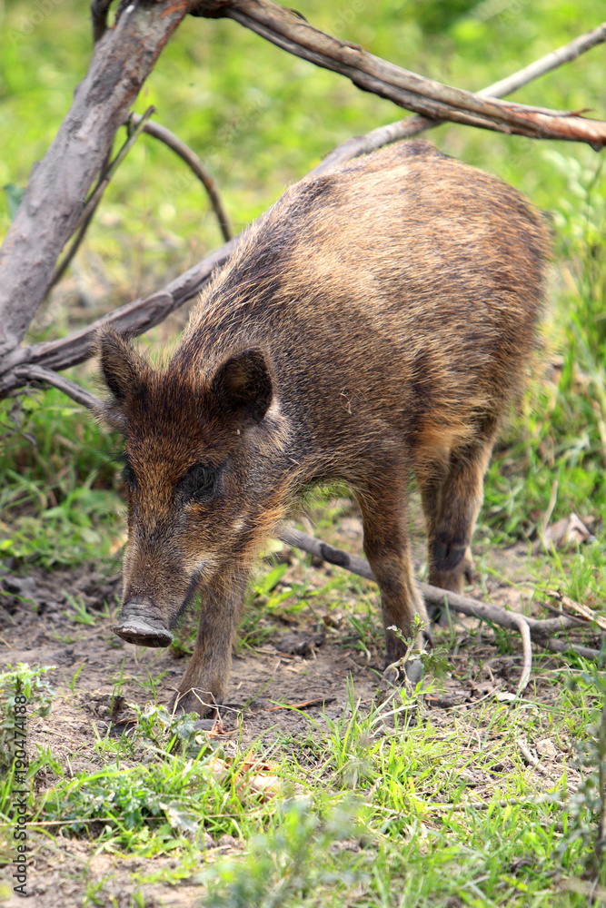 Single juvenile Wild boar in a forest during summer period Single juvenile Wild boar in a forest during summer period