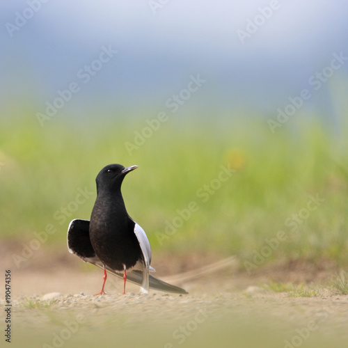Single White-winged Black Tern bird on grassy wetlands during a spring nesting period