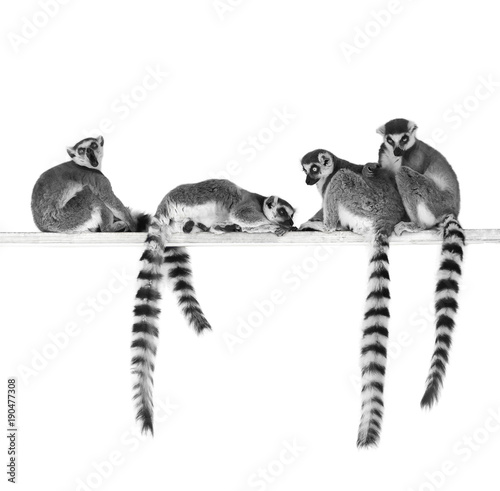 Black and white image of ring-tailed lemurs isolated on white background