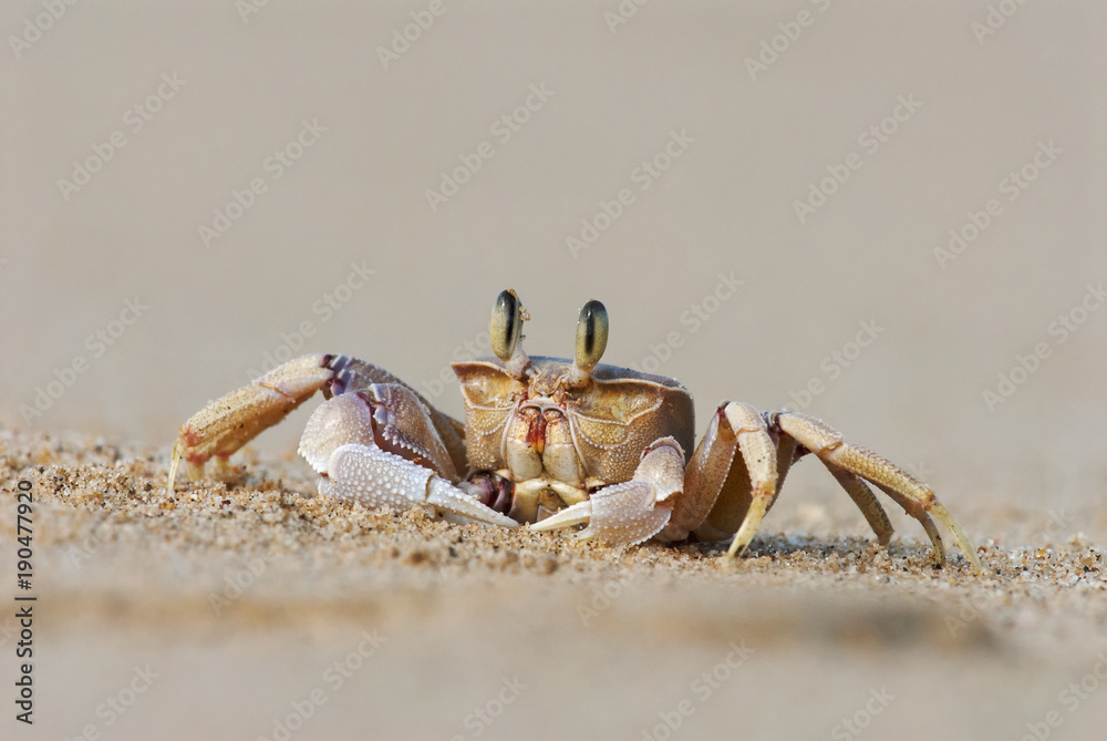 Alert Ghost Crab, Ocypode ryderi, Indian Ocean coast, iSimangaliso Wetland Park, South Africa Alert Ghost Crab, Ocypode ryderi, Indian Ocean coast, iSimangaliso Wetland Park, South Africa